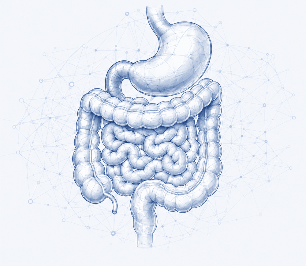 Illustration of the human digestive system: stomach and intestines